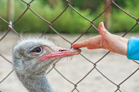 Woman hand and ostrich in sunny dayの写真素材