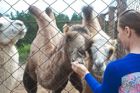 Young attractive woman feeding camelsの写真素材