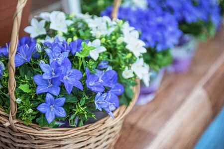 blue flowers at garden in sunny dayの写真素材