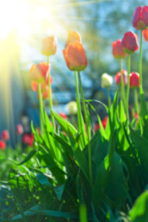 Blurred background of red colored tulips with starburst sunの写真素材