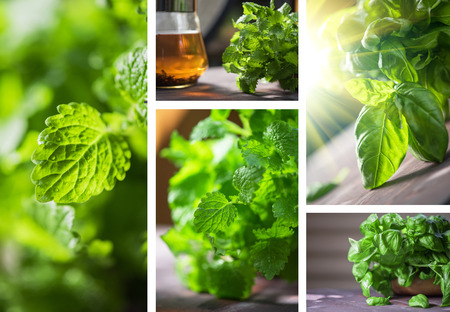 Set of fresh organic basil, melissa, herbal tea leaves on a wooden tableの写真素材