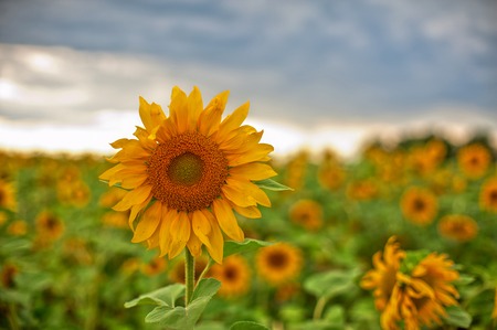 beautiful sunflowers at field with blue skyの写真素材