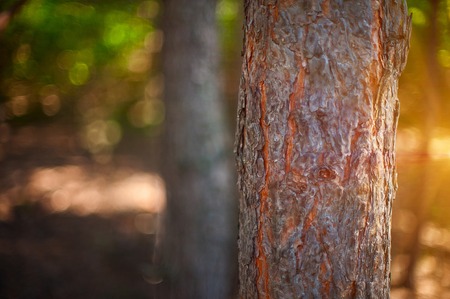 Closeup tree in the forest with sun rays