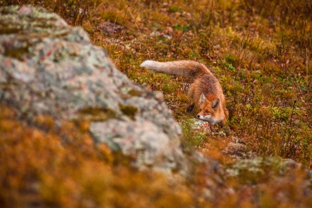 Red fox in autumn taigaの写真素材