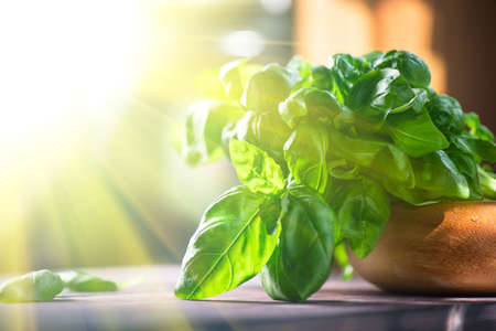 Fresh organic basil leaves on a wooden tableの写真素材