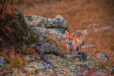 Red fox in autumn taiga