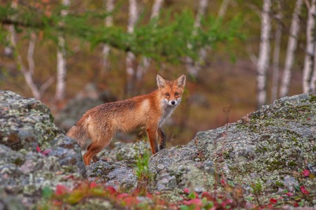 Red fox in autumn taigaの写真素材