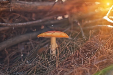 Forest mushroom.の写真素材