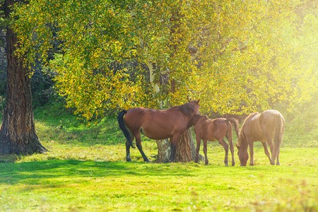 Horses in mountain ranch, Altay Russia