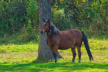 Horses in mountain ranch, Altay Russiaの写真素材