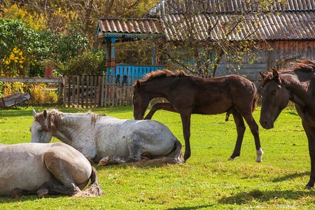 Horses in mountain ranch, Altay Russiaの写真素材