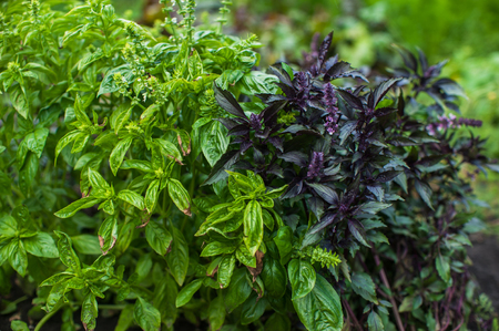 Fresh harvesting basil on a gardenの写真素材