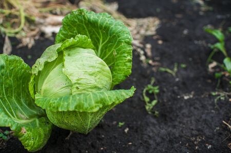 Fresh harvesting cabbage on the groundの写真素材