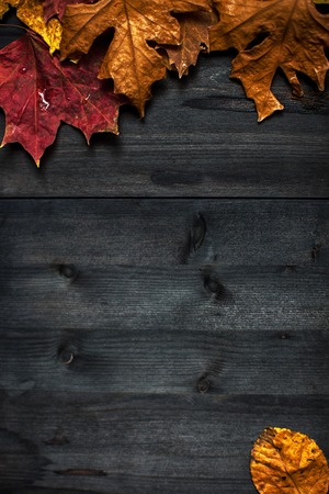 Wood autumn background with free space for designの写真素材