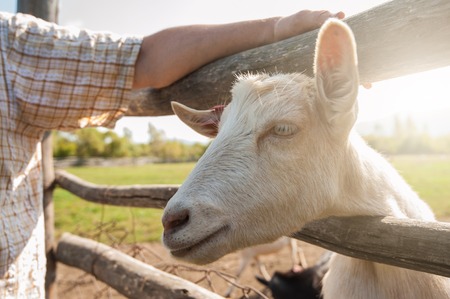 white goat closeup on the farmの写真素材