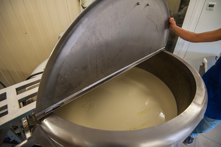 Cheese production at dairy farm, first stage - milk processing