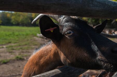 goat portrait closeup