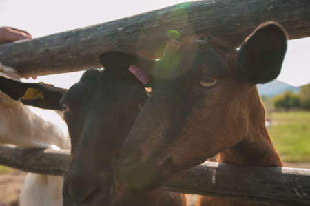 goat portrait closeupの写真素材