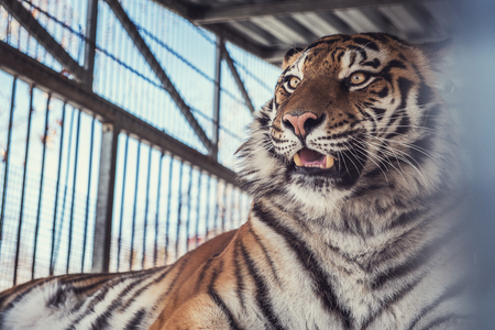 Portrait of the leopardの写真素材