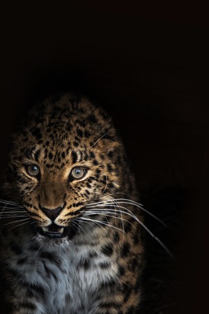 Portrait of the leopardの写真素材