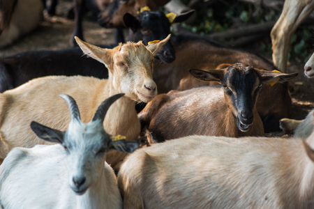goat in farmの写真素材
