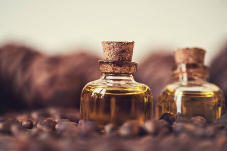 Oil of cedar nutsの写真素材