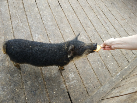 feeding black pig at farmの写真素材