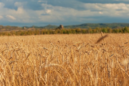 wheat field in mountains on sunsetの写真素材