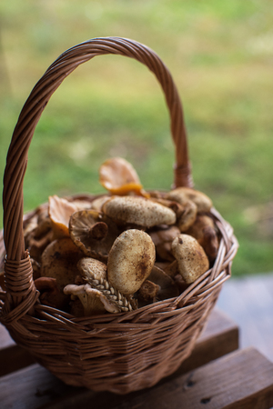 Different mushrooms in the basketの写真素材