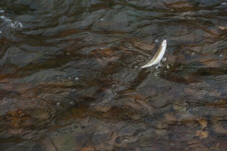 Caught grayling fish at the water
