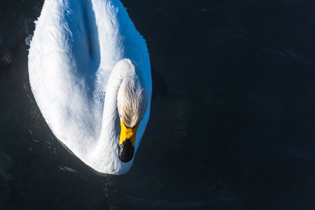 Beautiful white whooping swan swimming in the nonfreezing winter lake. The place of wintering of swans, Altay, Siberia, Russia.の写真素材