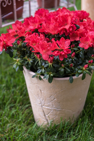 Flowers in the garden for landscape design in homesteadの写真素材