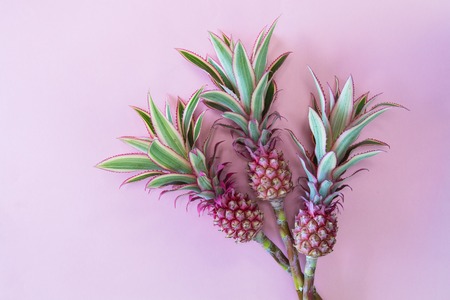 Pineappless flowers on pinlk paper backgroundの写真素材