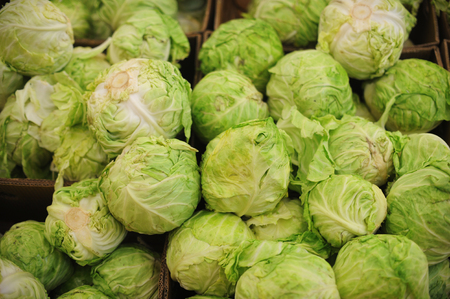 Group of green cabbages in a supermarketの写真素材