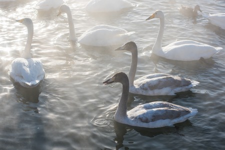 Beautiful white whooping swans swimming in the nonfreezing winter lake. The place of wintering of...