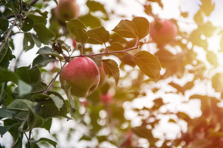 Apple tree with apples, organic natural fruitsの写真素材