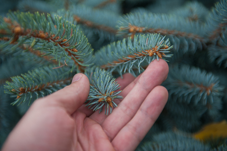 Male hand with fir tree branchesの写真素材