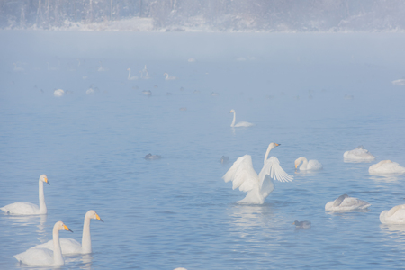 Beautiful white whooping swans swimming in the nonfreezing winter lake.の写真素材