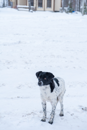 Homeless frozen dog in a winter snowの写真素材