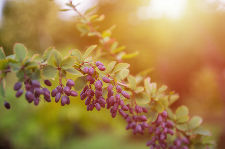Barberry berries. Ripe autumn barberry on a green bushの写真素材