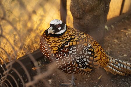 Pheasant in the cage closeup photo