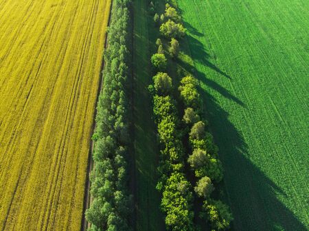 Beautiful green and yellow rapeseed meadow in a rural landscape, in summer dayの写真素材