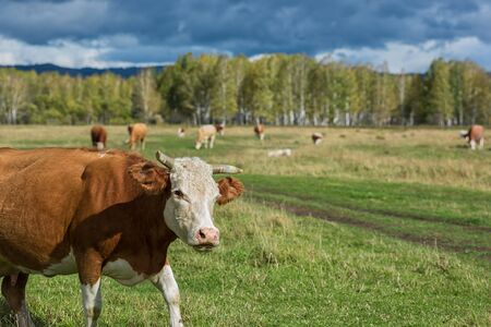 Cows in the grass in the Altai mountain against dark skyの写真素材