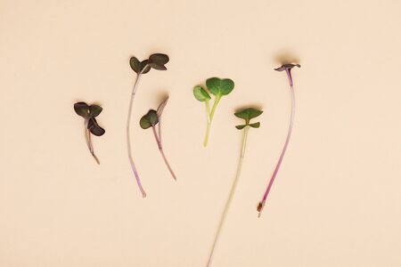 Micro greens sprouts of radish on beige background. Concept of superfood and healthy organic foodの写真素材