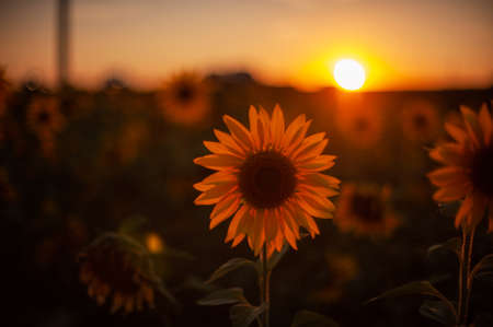 Sunflower closeup in a farm field at sunset in summerの写真素材