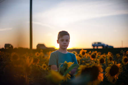 Portrait of beautiful blond kid boy on summer sunflower field outdoors. Cute school child having fun on warm summer evening at sunset.の写真素材