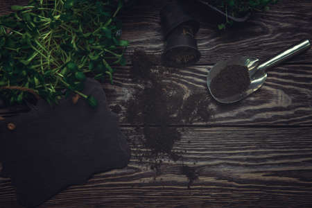 Micro greens growing in pots on rustic wooden background with garden scoop and stone board with copy spaceの写真素材