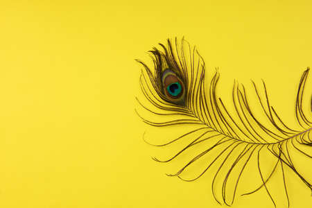 Peacock plume on color paper