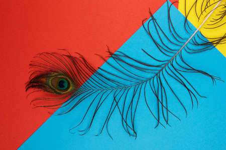 Peacock plume on color paperの写真素材