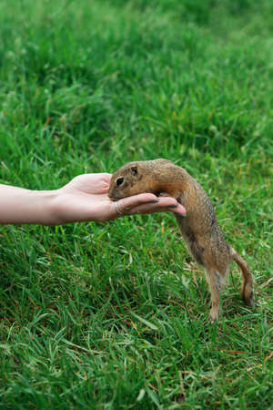 Woman hand feeding gopherの写真素材